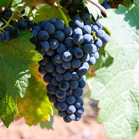 Виноделию Крыма хватает собственного винограда – Минсельхоз  