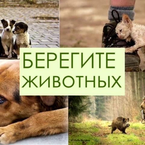 В Крыму поддержали введение штрафов за жестокое обращение с животными  